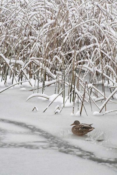 WA, Seabeck Lone mallard duck sits on icy pond